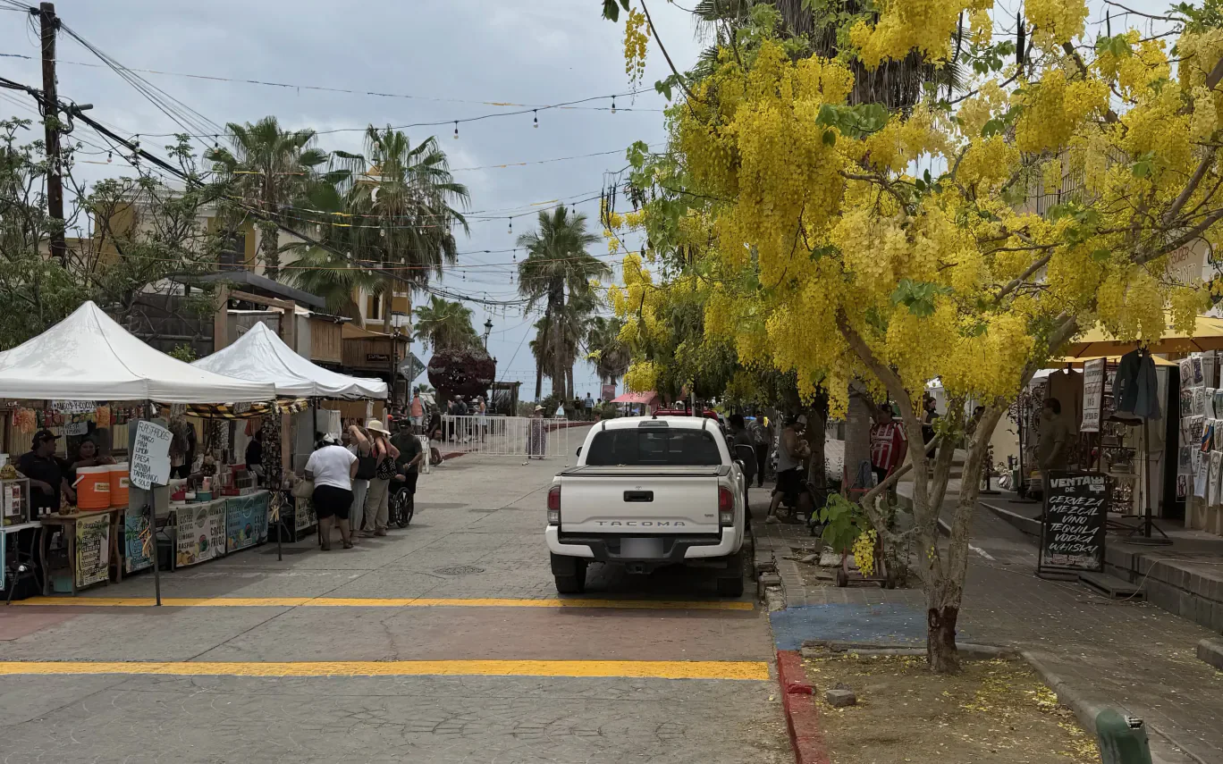 Festival stalls lining a central Todos Santos street beneath yellow flowering trees