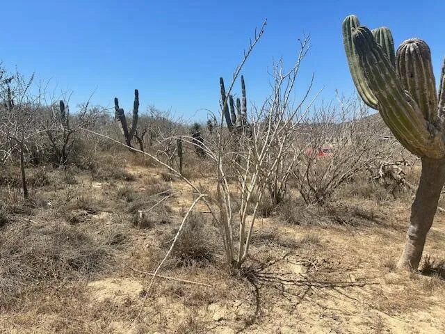 Gentle natural slope and vegetation on Cerritos Lot 1475