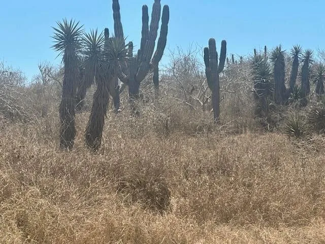 Native cactus and vegetation on Cerritos Lot 1475